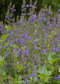 Salvia arizonica